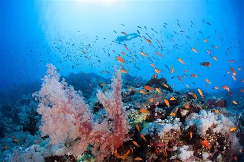 5 лучших рифов со всего мира, которые стоит исследовать, по мнению профессиональных дайверов