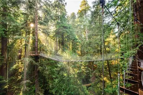 Новый Redwood Sky Walk