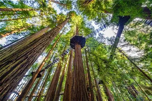 Глядя на Redwood Sky Walk