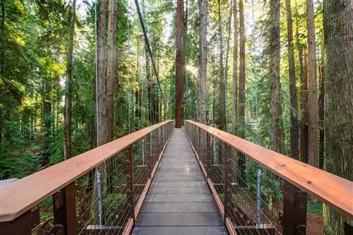 Деревянный мост на Redwood Sky Walk