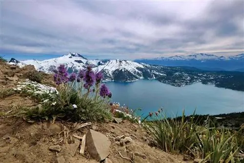 Цветы Kittentale на озере Гарибальди от Panorama Ridge в Уистлере, Британская Колумбия, Канада Цветы Kittentale на озере Гарибальди от Panorama Ridge в Уистлере, Британская Колумбия, Канада