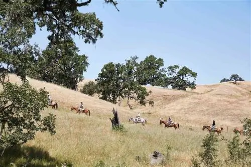 Верховая езда на ранчо Alisal Guest Ranch & Resort