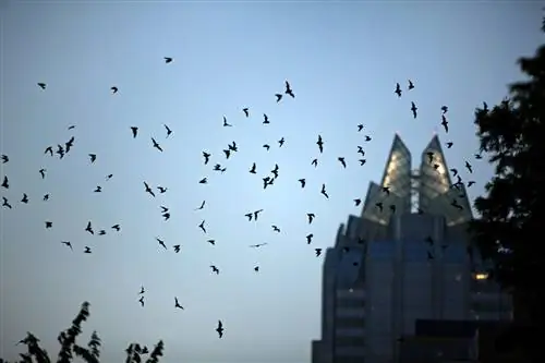 Стая летучих мышей летит в центре города Остин, штат Техас