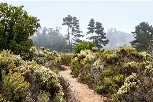 Тропа Блэк-Хилл в государственном парке Морро-Бэй, Калифорния.