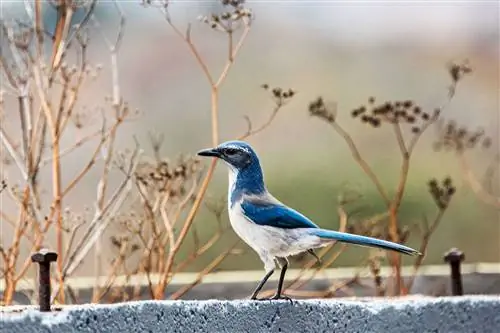 Западная кустарниковая сойка на озере Лагуна в Калифорнии.