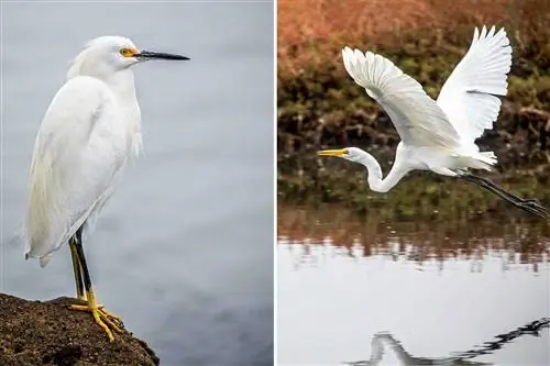 Скалистый центральный берег Калифорнии – рай для орнитологов