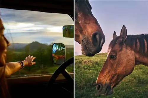 На фотографиях с Мауи, Гавайи, изображена женщина в машине, высунувшая руку из окна, и пара лошадей.