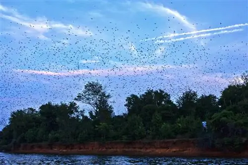 Пурпурные мартины на закате в столице Лейк-Мюррей-Кантри