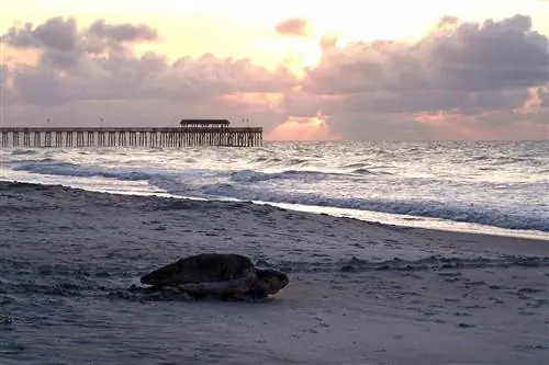 Лучшие места для наблюдения за дикой природой в Южной Каролине