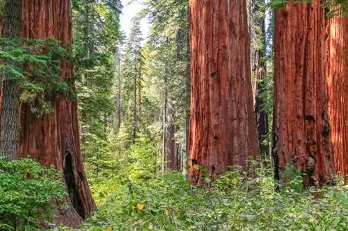 Государственный парк Big Trees в округе Калаверас, Калифорния.