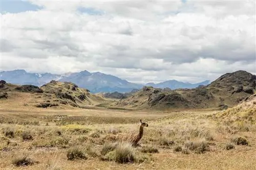 Гуанако в национальном парке Патагония, Чили