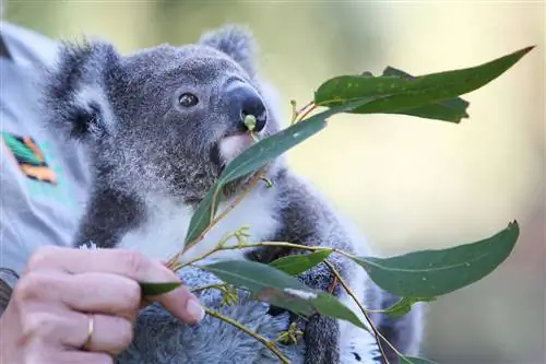 Как туристическая индустрия Австралии восстанавливается спустя год после разрушительных лесных пожаров