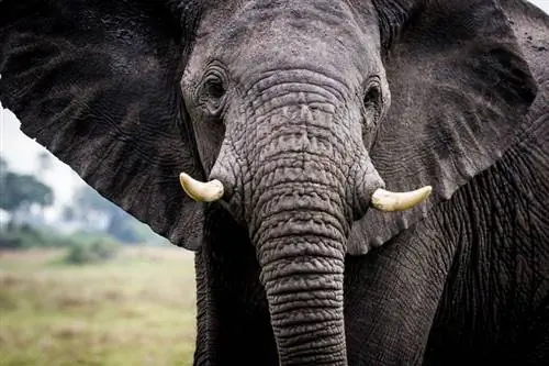 Портрет слона, Момбо, Ботсвана