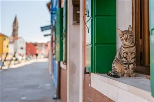 Уличный кот позирует для фото на улицах Бурано.