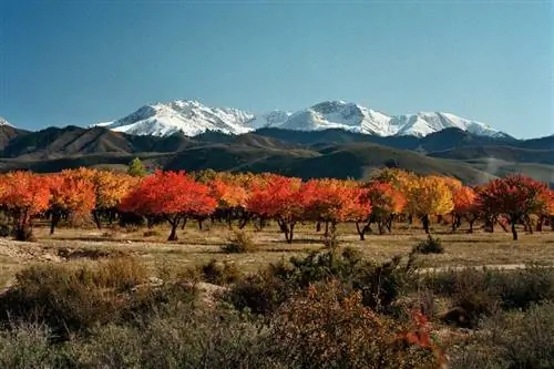 Абрикосовый сад с видом на горы Тянь-Шаня Кыргызстана