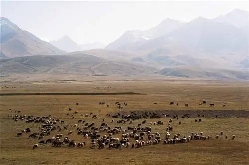 Предгорья Тянь-Шаня