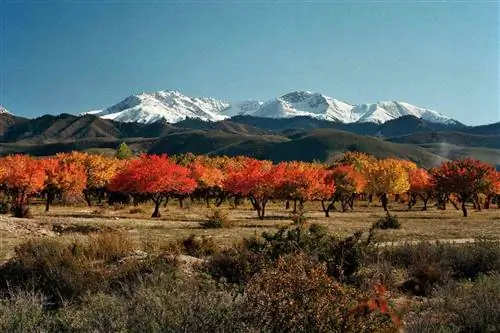 Тысячелетие после пика своего могущества Шелковый путь снова привлекает путешественников