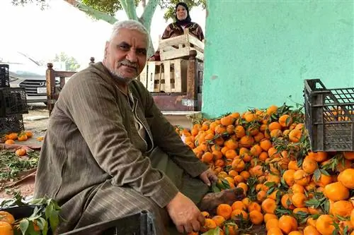 Свежие продукты на рынке Эль-Обур - Путешествие по Египту