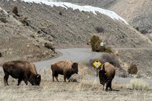 На женщину напали бизоны в Йеллоустоне сразу после открытия (видео)