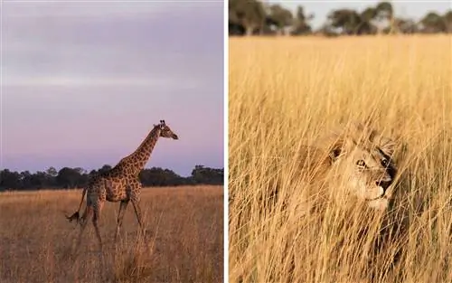 Сафари отца и дочери в Ботсване и Зимбабве