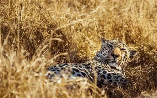 Леопард на сафари в Южной Африке