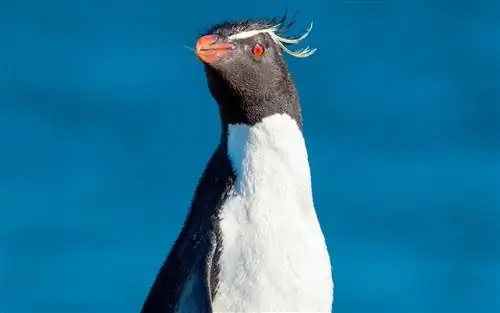 Это веселое видео о пингвинах, гуляющих по аквариуму, - то, что нам нужно прямо сейчас