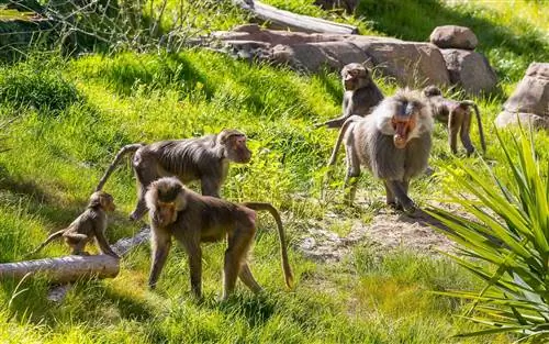 Бабуины в зоопарке Сан-Диего