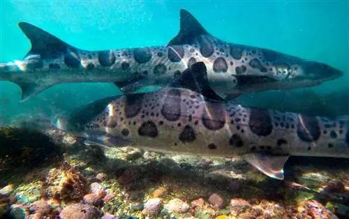 Леопардовые акулы плавают в теплых мелководьях Тихого океана в бухте Ла-Хойя.