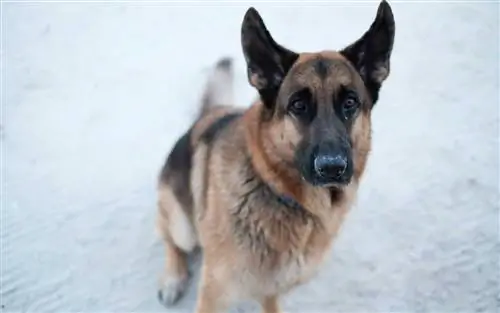 Белиз Айленд Резорт