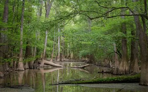 Национальный парк Конгари