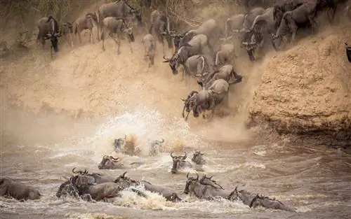 Великая миграция в Кении, недалеко от святилища Олонана