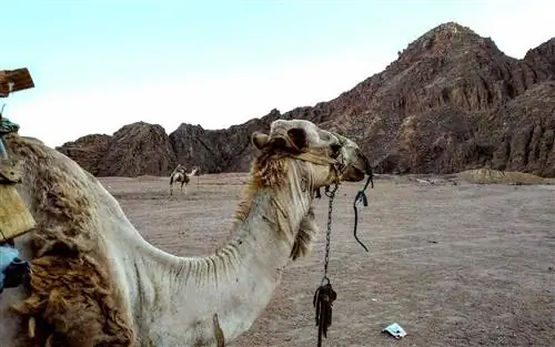 Вот что нужно знать перед поездкой в Саудовскую Аравию