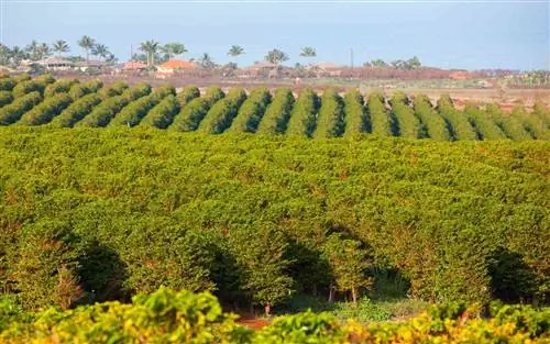 Мауи, Гавайи