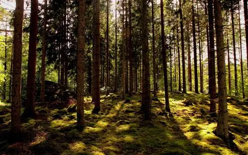 Леса, Векшё Швеция