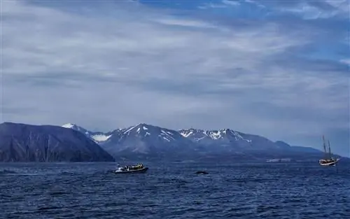 Хусавик наблюдение за китами