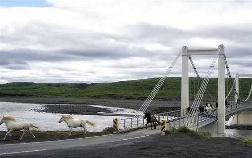 Исландские лошади