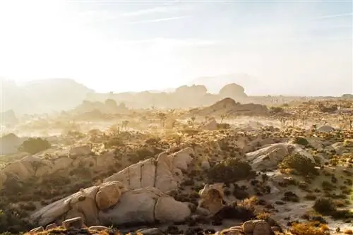 Национальный парк Джошуа-Три в сумерках