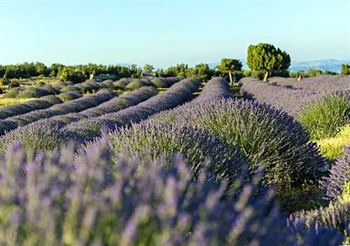 Лавандовая деревня в Турции
