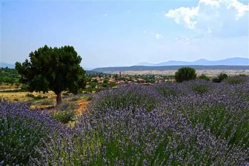 Лавандовая деревня в Турции