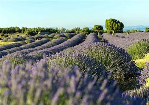 В Турции есть деревня, полная лаванды, и она такая же волшебная, как вы себе представляете