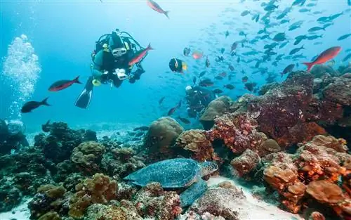 Дайвер, Галапагосские острова