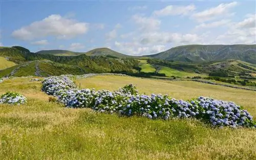 Азорские острова и гортензии