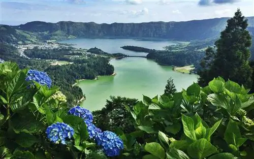 Азорские острова и гортензии