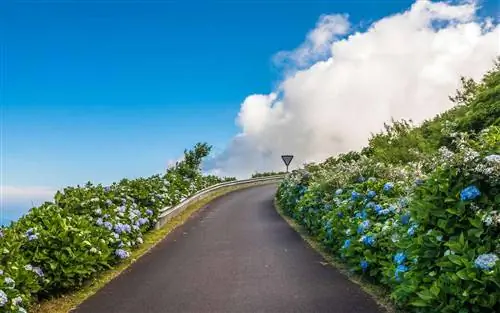 Азорские острова и гортензии