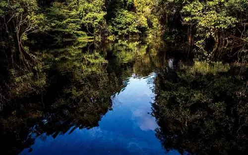 Риу-Негро, Бразилия