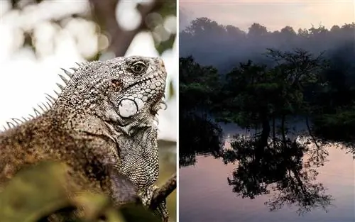 Сцены из Амазонии