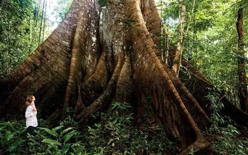 Дерево сейбо, Бразилия