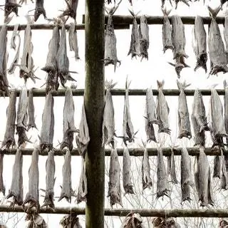 На изображении может находиться животное и рыба