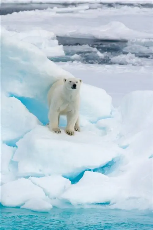 Белый медведь на паковом льду Arctic WILD