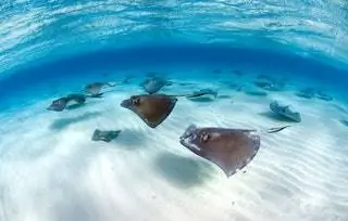 На изображении может находиться автомобиль транспорт транспортное средство автомобиль скат животное рыба скат манта и морская жизнь